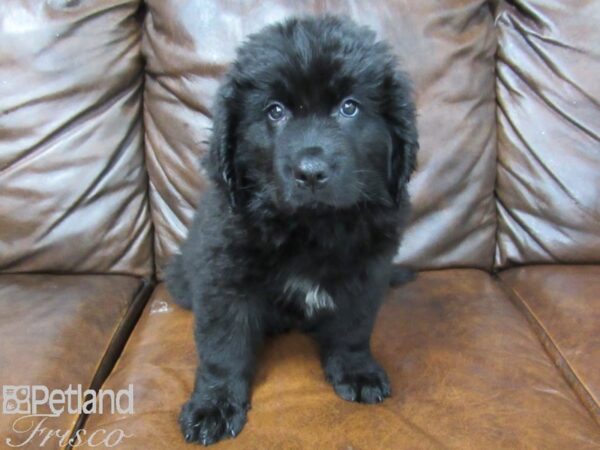 Newfoundland DOG Female Black 25468 Petland Frisco, Texas