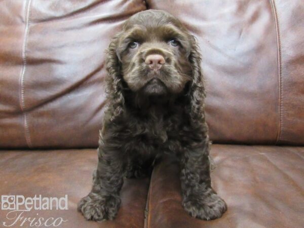 Cocker Spaniel-DOG-Male-choc-25467-Petland Frisco & Mckinney, Texas