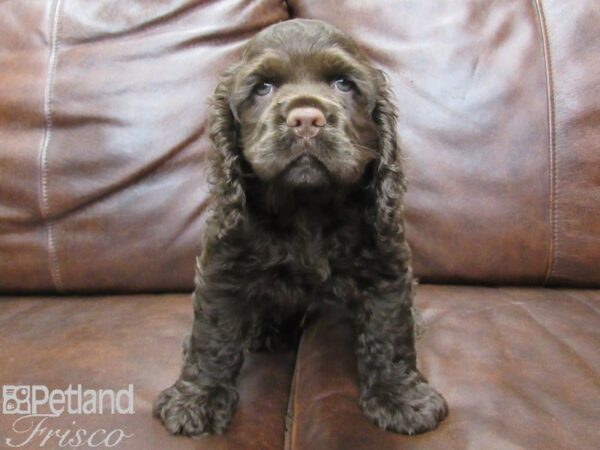 Cocker Spaniel DOG Male choc 25467 Petland Frisco, Texas