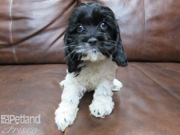 Cocker Spaniel DOG Female blk white 25466 Petland Frisco, Texas