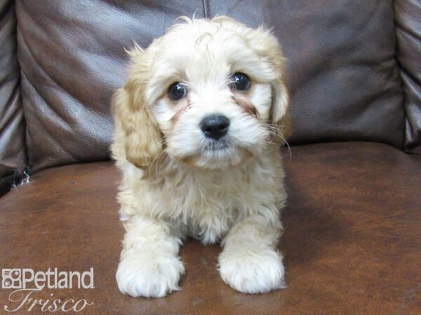 Cava Chon-DOG-Male-Blenheim-25465-Petland Frisco & Mckinney, Texas