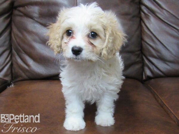 Cava Chon DOG Female Blenheim 25464 Petland Frisco, Texas