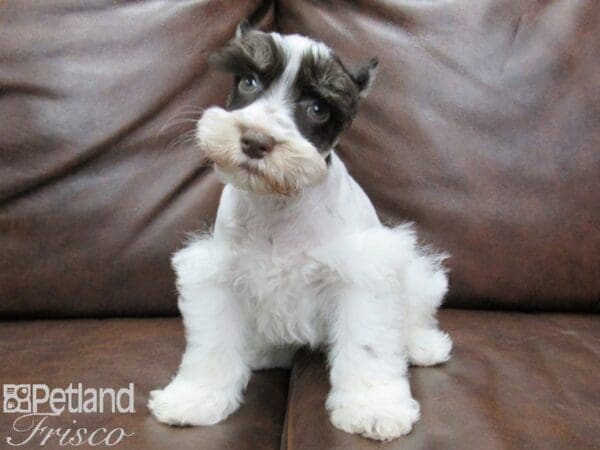 Miniature Schnauzer-DOG-Male-LIVER WHITE-25463-Petland Frisco, Texas