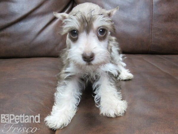 Miniature Schnauzer DOG Female LIVER TAN 25462 Petland Frisco, Texas