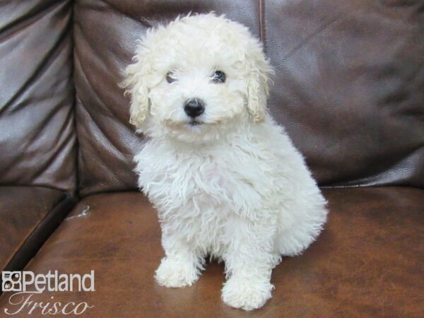 Poo Chon DOG Female RED WHITE 25461 Petland Frisco, Texas