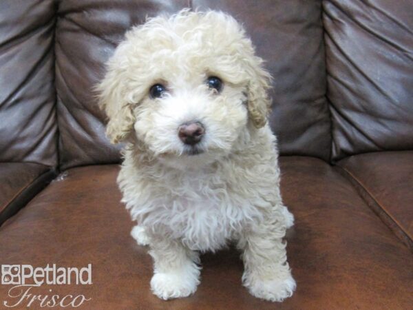 Poo Chon-DOG-Male-RED WIHTE-25460-Petland Frisco, Texas