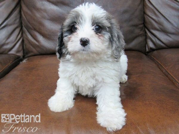 Poo Chon DOG Female BLUE MERLE PARTI 25458 Petland Frisco, Texas