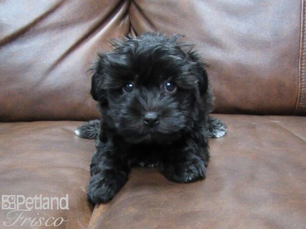 Havanese-DOG-Male-blk white-25457-Petland Frisco, Texas