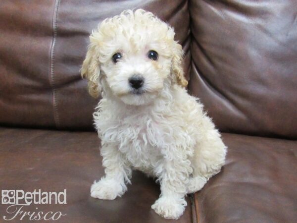 Poo Chon DOG Female RED WHITE 25456 Petland Frisco, Texas