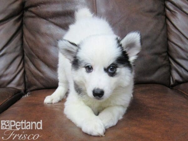 Huskimo-DOG-Female-White & Black-25455-Petland Frisco, Texas