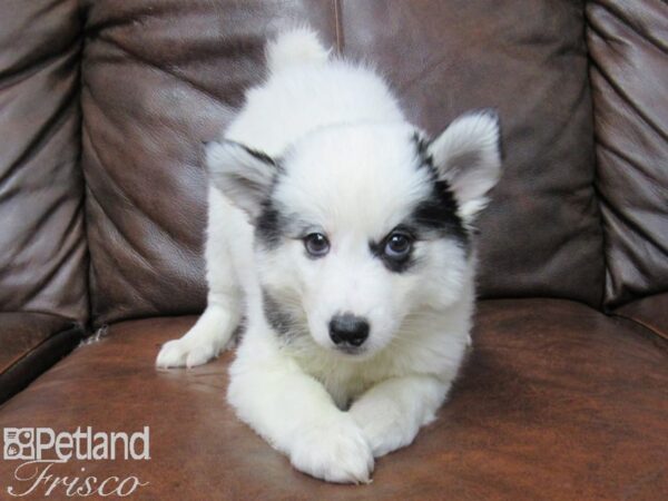 Huskimo DOG Female White & Black 25455 Petland Frisco, Texas