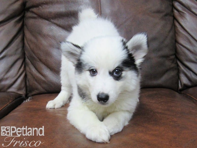 Huskimo-DOG-Female-White & Black-2699970-Petland Frisco, Texas