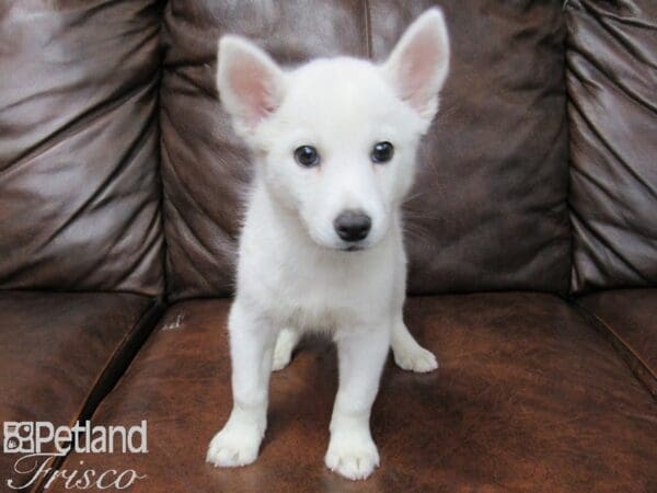 Huskimo-DOG-Male-White-25454-Petland Frisco, Texas