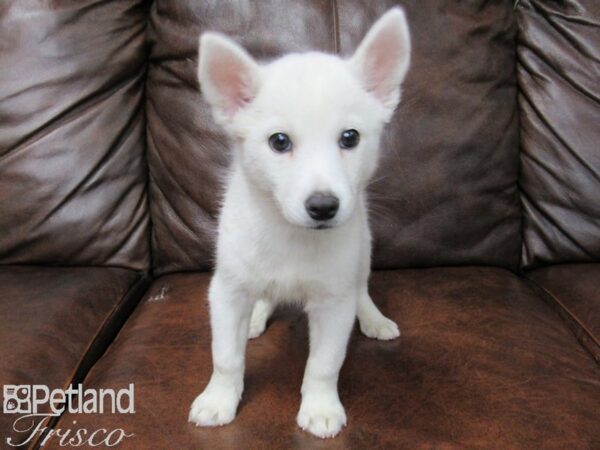 Huskimo DOG Male White 25454 Petland Frisco, Texas