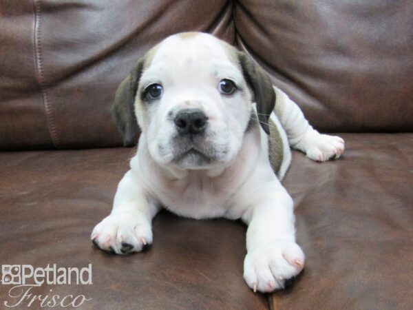 Mini Bulldog DOG Male BRN WH 25453 Petland Frisco, Texas