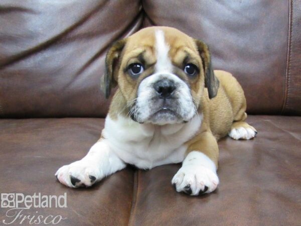 Mini Bulldog DOG Female BRN WH 25452 Petland Frisco, Texas