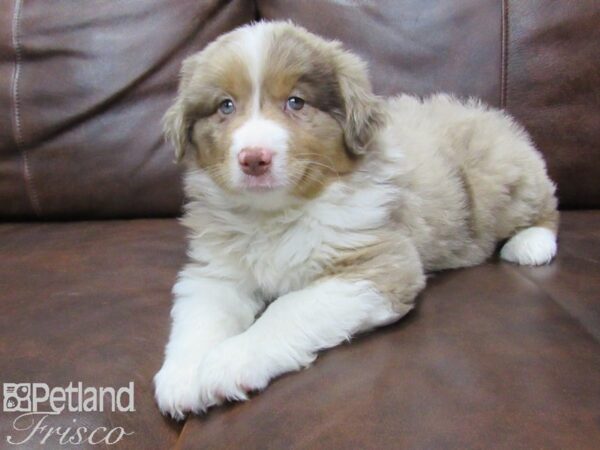 Miniature Australian Shepherd-DOG-Male-CHOC MERLE-25451-Petland Frisco & Mckinney, Texas