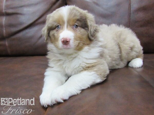 Miniature Australian Shepherd DOG Male CHOC MERLE 25451 Petland Frisco, Texas