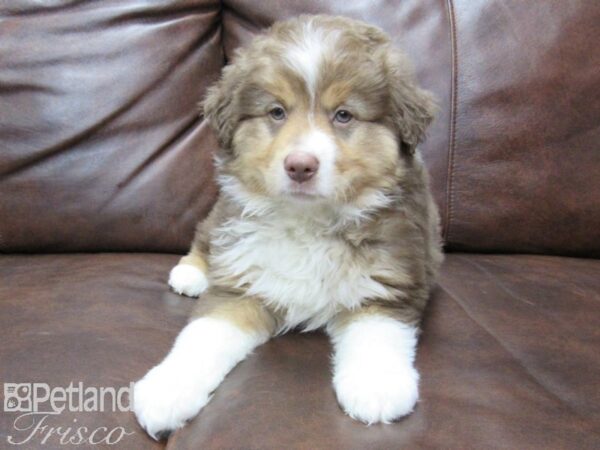 Miniature Australian Shepherd DOG Male RED TRI 25450 Petland Frisco, Texas