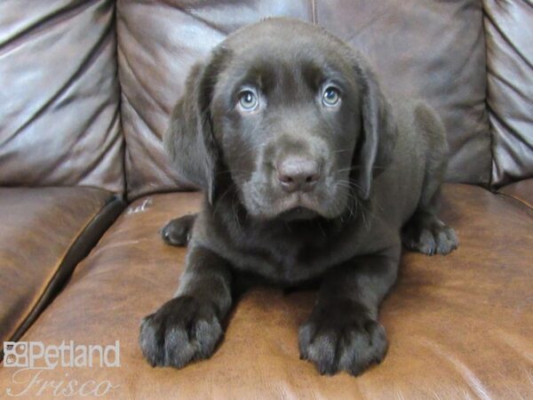 Labrador Retriever DOG Male Chocolate 25449 Petland Frisco, Texas