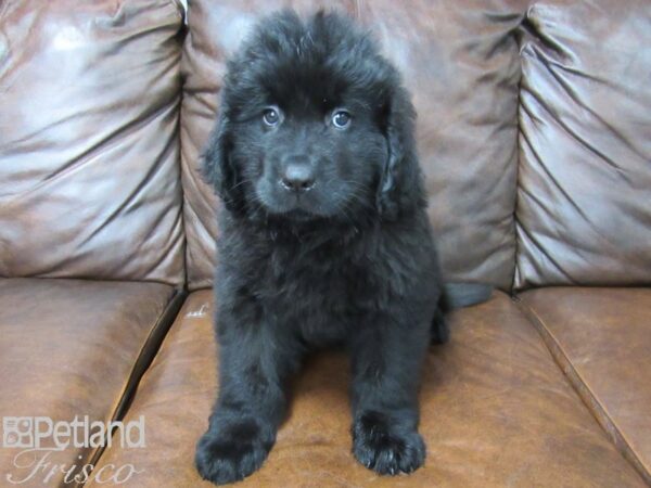 Newfoundland DOG Male Black 25448 Petland Frisco, Texas