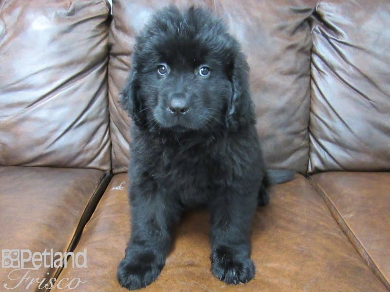 Newfoundland-DOG-Male-Black-2700031-Petland Frisco, Texas