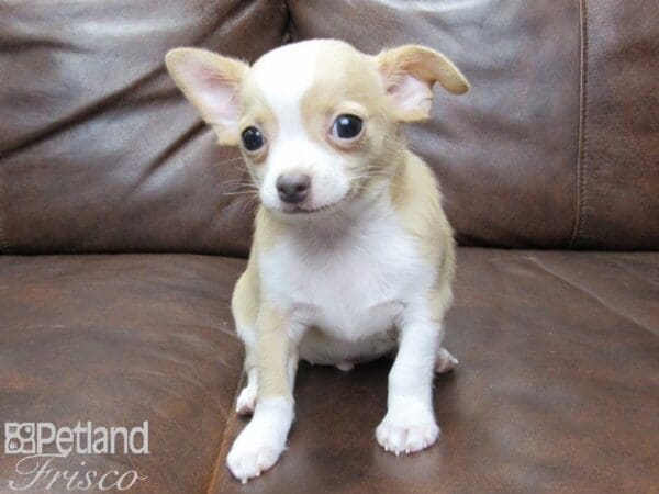 Chihuahua DOG Male White & Tan 25503 Petland Frisco, Texas