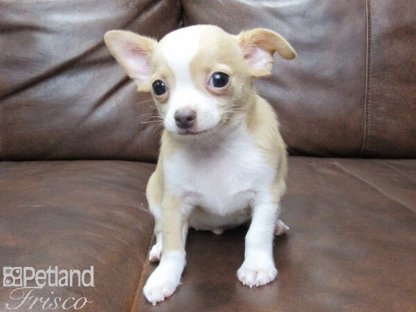 Chihuahua-DOG-Male-White & Tan-25503-Petland Frisco & Mckinney, Texas