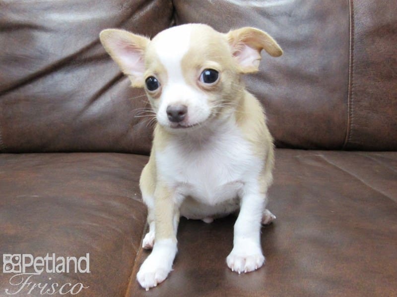 Chihuahua-DOG-Male-White & Tan-2709179-Petland Frisco, Texas