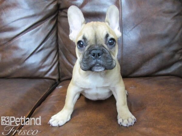 French Bulldog DOG Female Red Fawn 25496 Petland Frisco, Texas