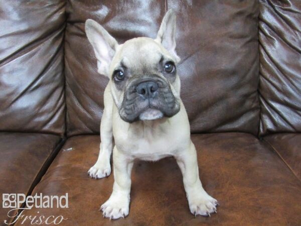 French Bulldog DOG Male Fawn 25497 Petland Frisco, Texas