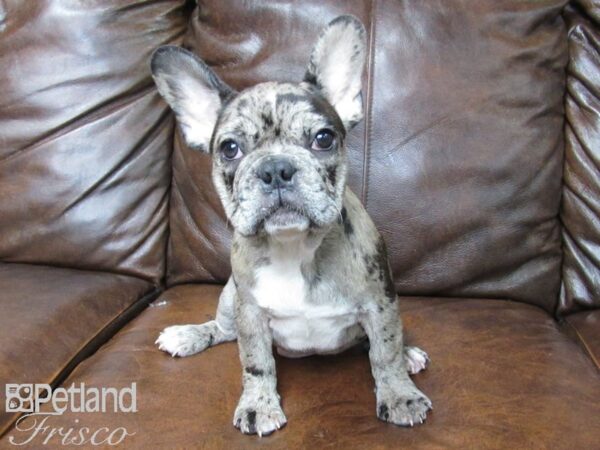 French Bulldog-DOG-Male-Chocolate Merle-25495-Petland Frisco & Mckinney, Texas