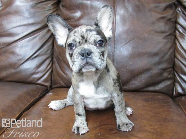 French Bulldog DOG Male Chocolate Merle 25495 Petland Frisco, Texas