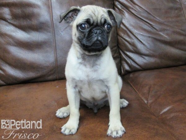 Pug-DOG-Male-Fawn-25494-Petland Frisco & Mckinney, Texas