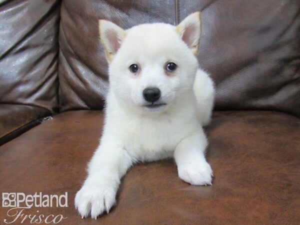 Shiba Inu-DOG-Female-Cream-25492-Petland Frisco & Mckinney, Texas