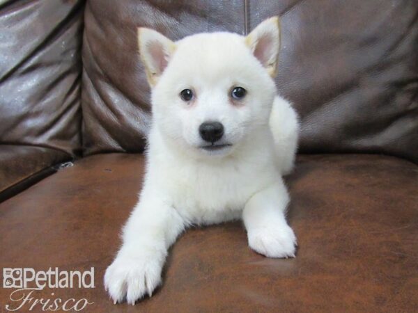 Shiba Inu DOG Female Cream 25492 Petland Frisco, Texas