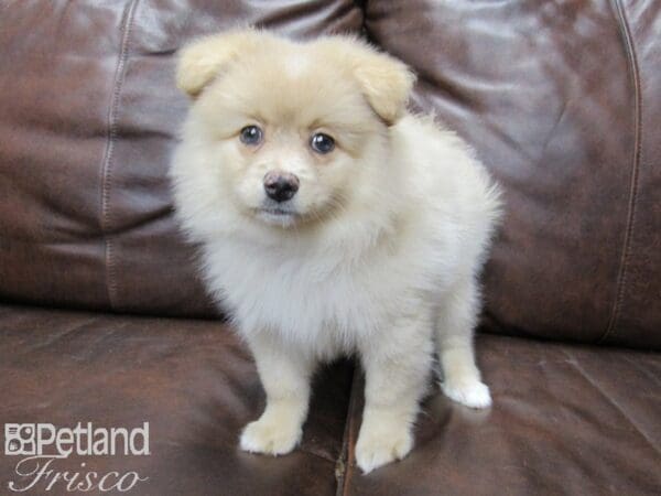 Pomeranian DOG Female Cream 25490 Petland Frisco, Texas