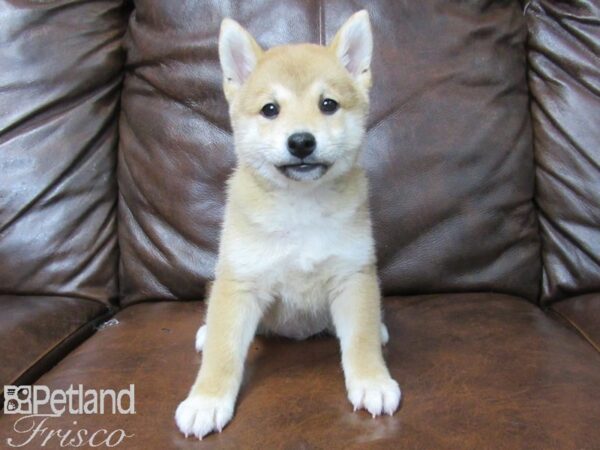 Shiba Inu DOG Male Red 25491 Petland Frisco, Texas