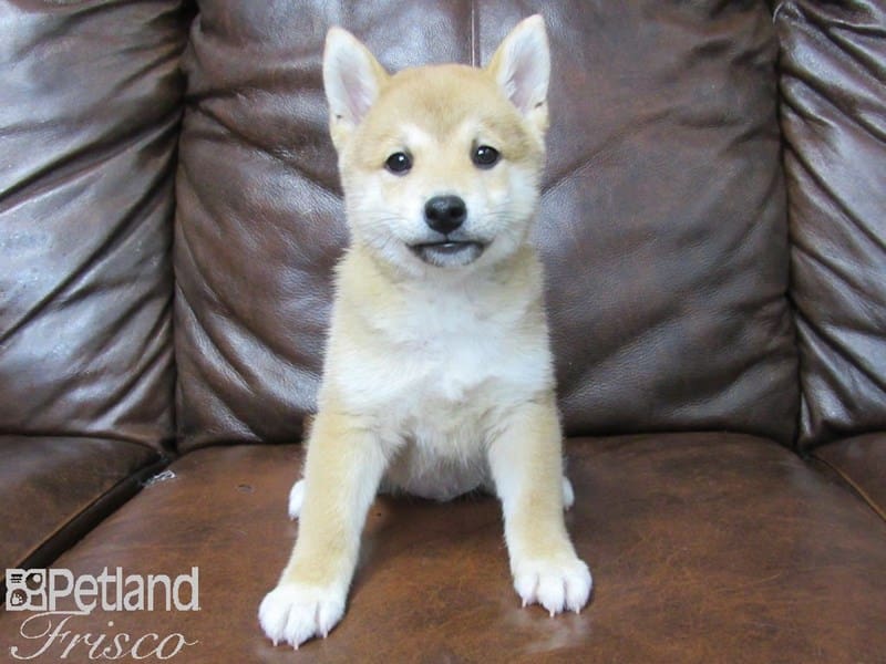 Shiba Inu-DOG-Male-Red-2707050-Petland Frisco, Texas