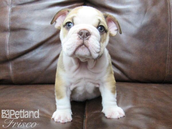 English Bulldog DOG Male Red & White 25488 Petland Frisco, Texas