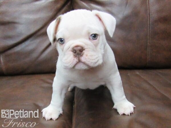 English Bulldog-DOG-Male-White & Red-25489-Petland Frisco, Texas
