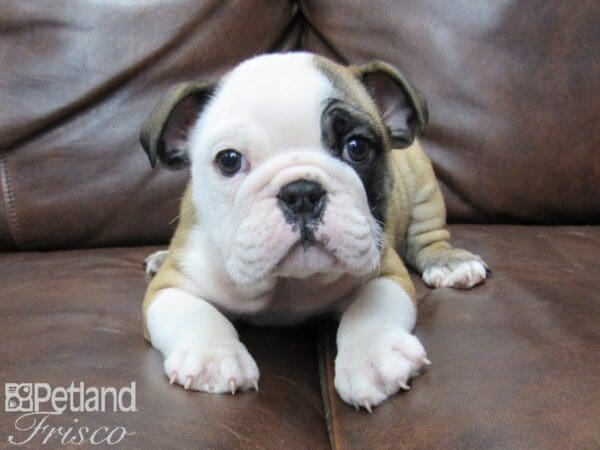 English Bulldog-DOG-Male-Red & White-25487-Petland Frisco, Texas