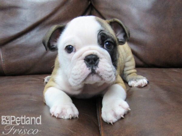 English Bulldog DOG Male Red & White 25487 Petland Frisco, Texas