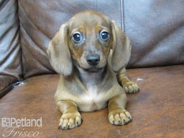 Miniature Dachshund DOG Female Red 25486 Petland Frisco, Texas