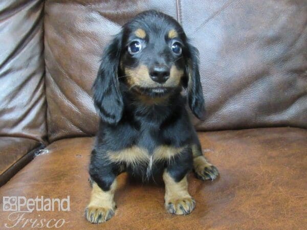 Miniature Dachshund DOG Female Black & Tan 25484 Petland Frisco, Texas