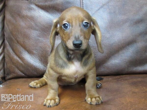 Miniature Dachshund DOG Female Red 25485 Petland Frisco, Texas