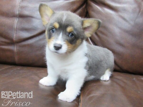 Pembroke Welsh Corgi DOG Male Blue & White 25483 Petland Frisco, Texas