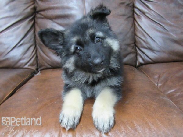 German Shepherd Dog DOG Female Black and Tan 25482 Petland Frisco, Texas