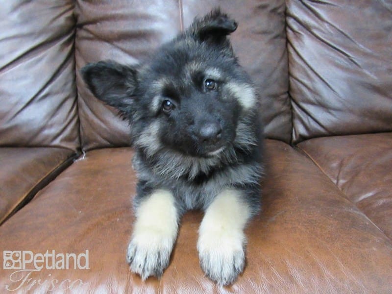 German Shepherd Dog-DOG-Female-Black and Tan-2707685-Petland Frisco, Texas