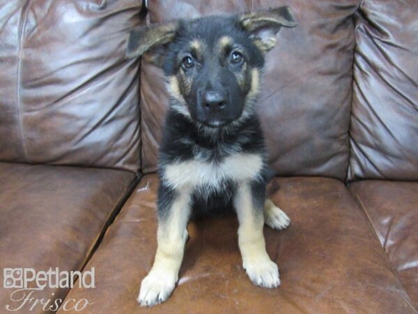 German Shepherd Dog-DOG-Female-Black and Tan-25481-Petland Frisco & Mckinney, Texas